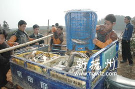 崇仁縣 多措并舉推動畜牧漁業(yè)與飼料產(chǎn)業(yè)協(xié)同發(fā)展